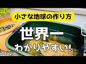 【初心者さん必見】メダカが元気に育つ！ビオトープとは？90秒でわかる生態系の仕組みと成功のコツ【完全版】