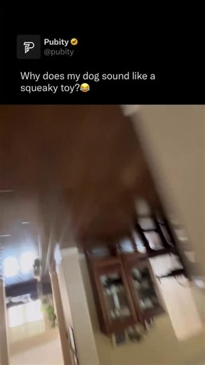 Pubity on Instagram: "🐶 This playful pup sounds exactly like a squeaky toy as he bounds after his owner, each excited bark matching his quick little steps and turning the chase into a hilarious game for everyone watching. Rick J. Kim via ViralHog"