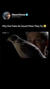 Owls Make No Sound When They Fly