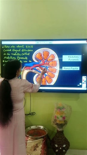 NEET #Medullary Pyramids # Renal Papilla#Kidney#12th CBSE, ICSE, State Board