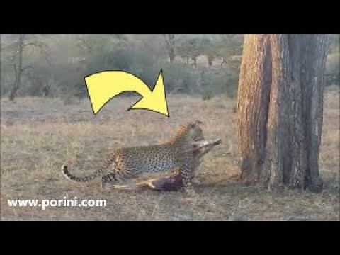 "Fig" The Leopard Taking Her Kill Up A Tree