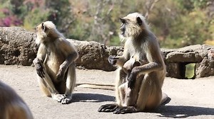 clip-30338410-wild-langur-monkey-family-national-park-near
