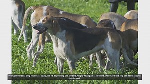 Top 10 Facts About the Grand Anglo-Français Tricolore