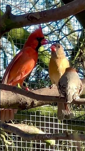 Red Cardinal Singing | Bird Sounds