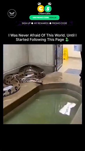 Culdwar.io on Instagram: "This reel captures a zookeeper methodically entering the enclosure of a reticulated python, Python reticulatus, one of the longest snake species capable of reaching lengths over 6 meters, while carrying a bucket for routine maintenance such as feeding or waste removal; the setting appears to be a controlled facility with safety features like barred gates and caution signage, highlighting the procedural approach to handling large constrictors. Such operations occur withi