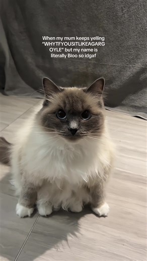 Bloo the Cat's Hilarious Reaction to Mom's Yelling