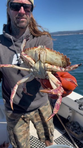 Feed and Release Northern Rock Crab. Each time a crab molts it has the ability to regenerate the lost appendage. #crab #crabs #fishtok #rockcrab #fisherman #fishing #fish #fishinglife #fishingtiktoks #fisher #fishcontent #boatlife #ocean #sea #friendliestcatch #deadlieastcatch #sushi #oceanlife Setting the new standard in sustainable hook and line fishing California ##sustainable##eel