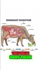 How do Cows Make Milk