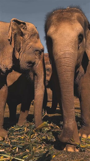 Exciting Elephant Herd Alert! These joyful elephants live a carefree life at @elephantnaturepark in Thailand. When planning to visit elephants, be sure to prioritize ethical choices and conduct thorough research. Many so-called ‘sanctuaries’ may not uphold ethical standards, so it’s crucial to stay educated. Here are some of our guidelines: - No bull-hooks - No forcing contact - Well-being is prioritized - No chains, hooks, or physical punishment - No riding - No selfies -No tricks or performanc