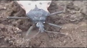 Kissing bugs in Ohio linked to life-threatening disease