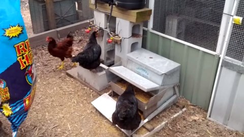 Ultimate chicken feeding & watering setup: Pest-proof & weatherproof solutions!