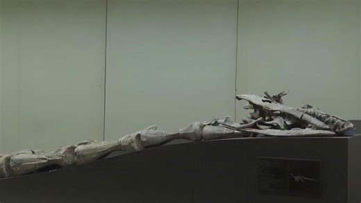 10K views · 149 reactions | China has unveiled a new species of early Jurassic dinosaur, with a somewhat well-preserved fossil of it discovered in southwest China's Yunnan Province, the Institute of Vertebrate Paleontology and Paleoanthropology (IVPP) announced recently. Named Lishulong wangi, the fossil represents one of the largest known early sauropods from the region. #Trending For more: https://english.cctv.com/ | CCTV | Facebook