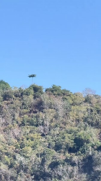 Exploring the Lepidodendron: Nature's Walking Trees