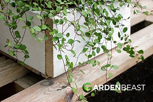 Angel Vine Guide: How to Grow & Care for “Muehlenbeckia Complexa”