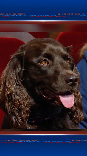 359K views · 8.1K reactions | Stephen and Benny Colbert have a heated exchange about The Westminster Dog Show. #Colbert | The Late Show with Stephen Colbert | Facebook