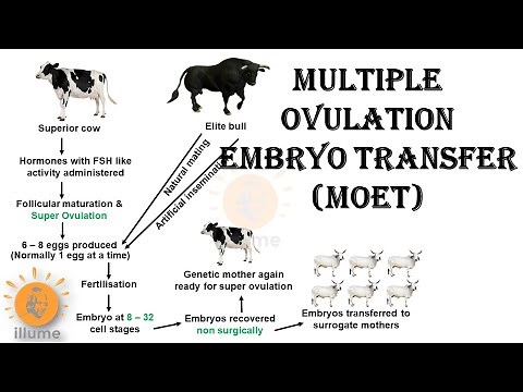 Multiple Ovulation Embryo Transfer | MOET | Animal Breeding | Dr Ghanshyam Jangid