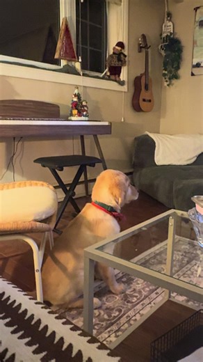 dogs can watch tv too! noelle’s favorite movies are the Buddies, her golden retriever friends🐾❤️ #dogtv #puppytiktok #goldenretrieverlife #dogwatchingtv #dogmomlife