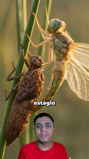 Zigue zigue x Papa fumo x Cigarra