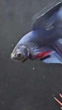 The Wild Bettas : Life of Wild Bettas #betta #bettafish #aquariumlife #aquaticlife #fishkeeping