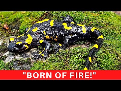The most fascinating salamander in the world! Europe's FIRE SALAMANDER!