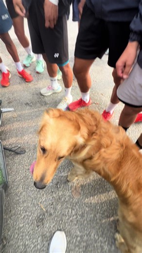 Please bato ma training ma paxi lagni nimal pets haru lai usko ghr athawa police station ma puraidinu hola ✅🙏 Admission open Intake -27 🔻 Call Yubraj Guru:9856083675✅ #fyp #petslover #trainingday #pokhara #taskforcetrainingcenter