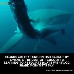 Sharks in the Gulf of Mexico are learning to associate boat engines with food, leading to more and more cases of depredation, experts say. Read More 👉https://trib.al/AClOuNX | LiveScience