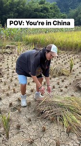 Everyone’s curious how rice is Harvested… #explore | Yehslacks
