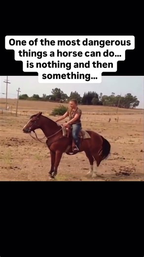 Mastering the Horse: Navigating the Crucial Pause #EquestrianLife #HorseTraining