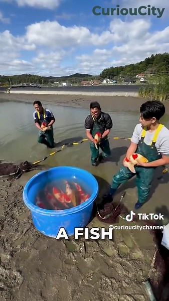 Exploring the $1.8 Million Koi Fish Phenomenon
