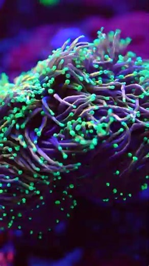 Euphyllia Corals 😍 #aquarium #reef #worldwidecorals