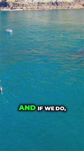 Bluefin Tuna Feeding Frenzy: Nature's Raw Power