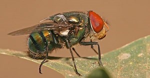 How blow flies helped me detect a wrongful murder conviction in Nevada