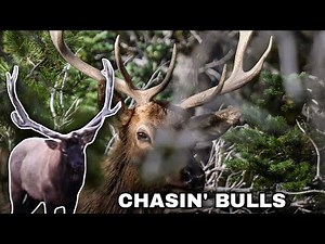 Afternoon Elk Hunt | Intense Bull Bugles, Close Encounters & Aggressive Elk Calling