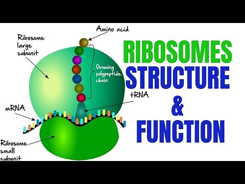 Ribosomes | Ribosomes function and structure