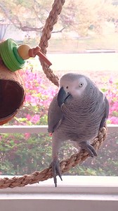Bird Translator 😱 #apolloandfrens | Apollo and Frens