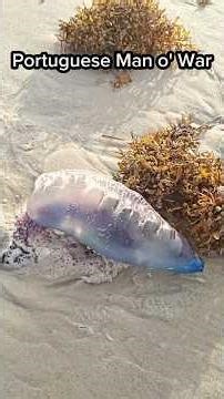 coolest creatures i found at the beach in gulf shores (portuguese man o' war)