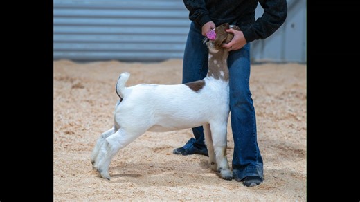 Radiant Reds- Tag 25015