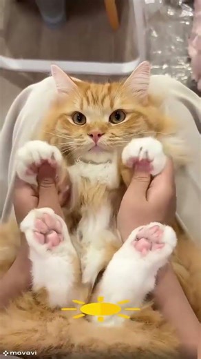 The Cutest Little Paws Ever 🥹🐾#cat #paws #cutecat #animals