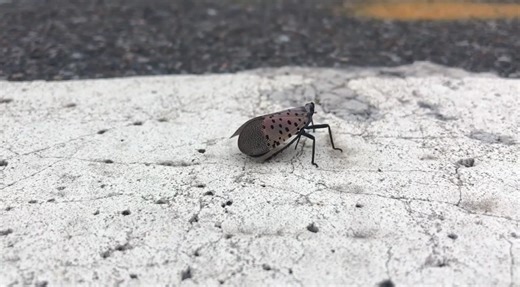 Spotted lanternfly infestation in Worcester