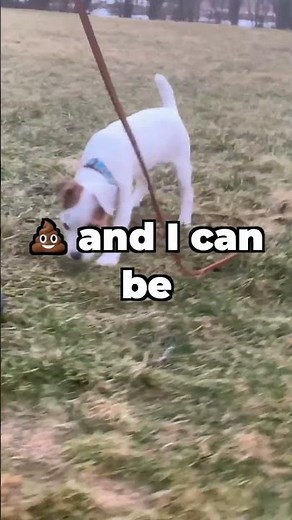 Puppy Potty Training Leadership Tip