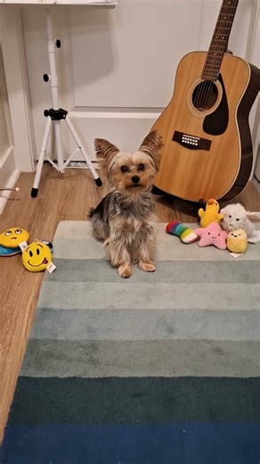 Oliver the Snorkie playtime December 7, 2025