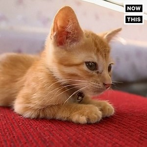 737K views · 12K reactions | This adorable 'cat train' is raising awareness about strays who need homes | NowThis | Facebook