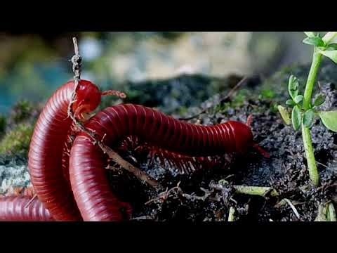 Giant Millipede's Slow Motion Walk 🐌 | Nature's Mini Tank Crossing Rocks & Dir