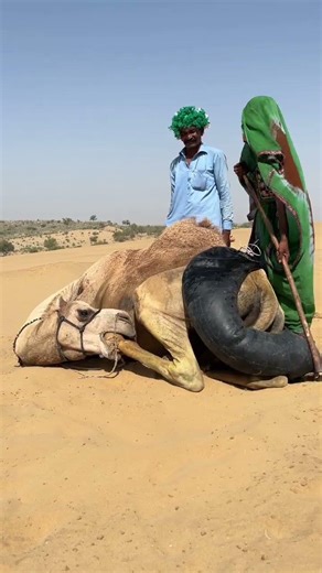 في الصحراء معركة شد، عناد الانسان في جهة وقوة الجمل الصامتة في الجهة الاخرى