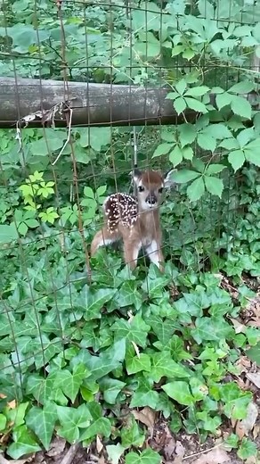 Cute Animals 𓆉 on Instagram: "Baby deer do remember when humans help them, but they don’t form attachments. Their main focus is on staying safe and being with other deer. 🎥 @thirteenfoxjohn | Via @rawrszn #wildlife #animals"