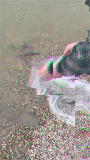 🐟✨ Watch my catfish grow from just 2-4 inches to a whopping 10 pounds in just two years! 🕒💪 Join me on this wild ride of fish care, feeding tips, and the ups and downs of aquaculture! 🌊🐠 #catfish #aquaculture #fishkeeping #catfishing #fyi