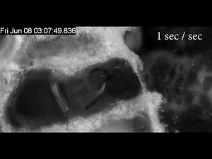 Honey bee nutrition: Nectar storage and uptake