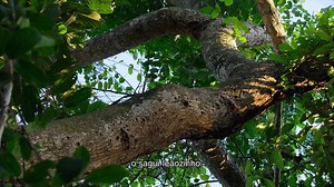 Pequenas Maravilhas | show | 2020 | Official Trailer