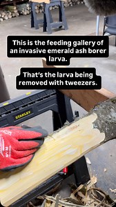 56K views · 2K reactions | The invasive emerald ash borer beetle has killed hundreds of thousands of ash trees across the country, and now it’s killing Oregon ash. Their larvae eat beetle larvae eat the cambium layer under the bark and eventually kill the tree by cutting off its ability to transport water and nutrients. #emeraldashborer #invasion | Oregon Field Guide | Facebook