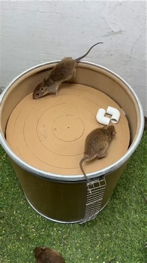 🐁✨ Clever Rat Adventure! 🌿 #Rat #Nature #Wildlife #Shorts